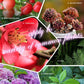 🔥2025 Hot Sale 50%OFF 🌞Home Gardening Universal Slow-Release Tablet Organic Fertilizer