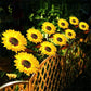 📢📢40% OFF !! ⏰ Sunflower Solar Lights – Auto On/Off, 14H Glow, IP65 Waterproof ☀️