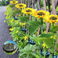 📢📢40% OFF !! ⏰ Sunflower Solar Lights – Auto On/Off, 14H Glow, IP65 Waterproof ☀️