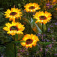 📢📢40% OFF !! ⏰ Sunflower Solar Lights – Auto On/Off, 14H Glow, IP65 Waterproof ☀️