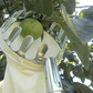 📢📢50% OFF !! ⏰Fruit Picker Head Basket – Durable Design, Easy Attach & Perfect for Reaching High Branches Without a Ladder 🌳