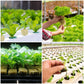📢📢50% OFF !! ⏰Soilless Cultivation Seedlings