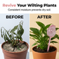 📢📢40% OFF !! ⏰Automatic Tulip-Shaped Plant Watering Globe