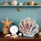📢📢40% OFF !! ⏰Seashell Display Case with Acrylic Panel