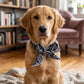📢📢Buy 1 get 1 free !! ⏰❄️Summer Pet Cooling Collar Wrap