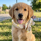📢📢Buy 1 get 1 free !! ⏰❄️Summer Pet Cooling Collar Wrap