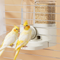 📢📢50% OFF !! ⏰2-in-1 Automatic Bird Feeder and Waterer for Cage