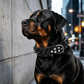 Spiked PU Leather Dog Collar