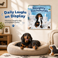 📢📢40% OFF !! ⏰Naughty Dachshunds Dog Wall Calendar