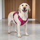 Outdoor Heavy Duty Dog Vest Harness